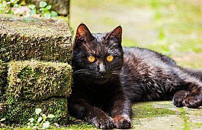 《星刃》女主韩语配音演员曝光：美女朴莉娜 曾为原神配音